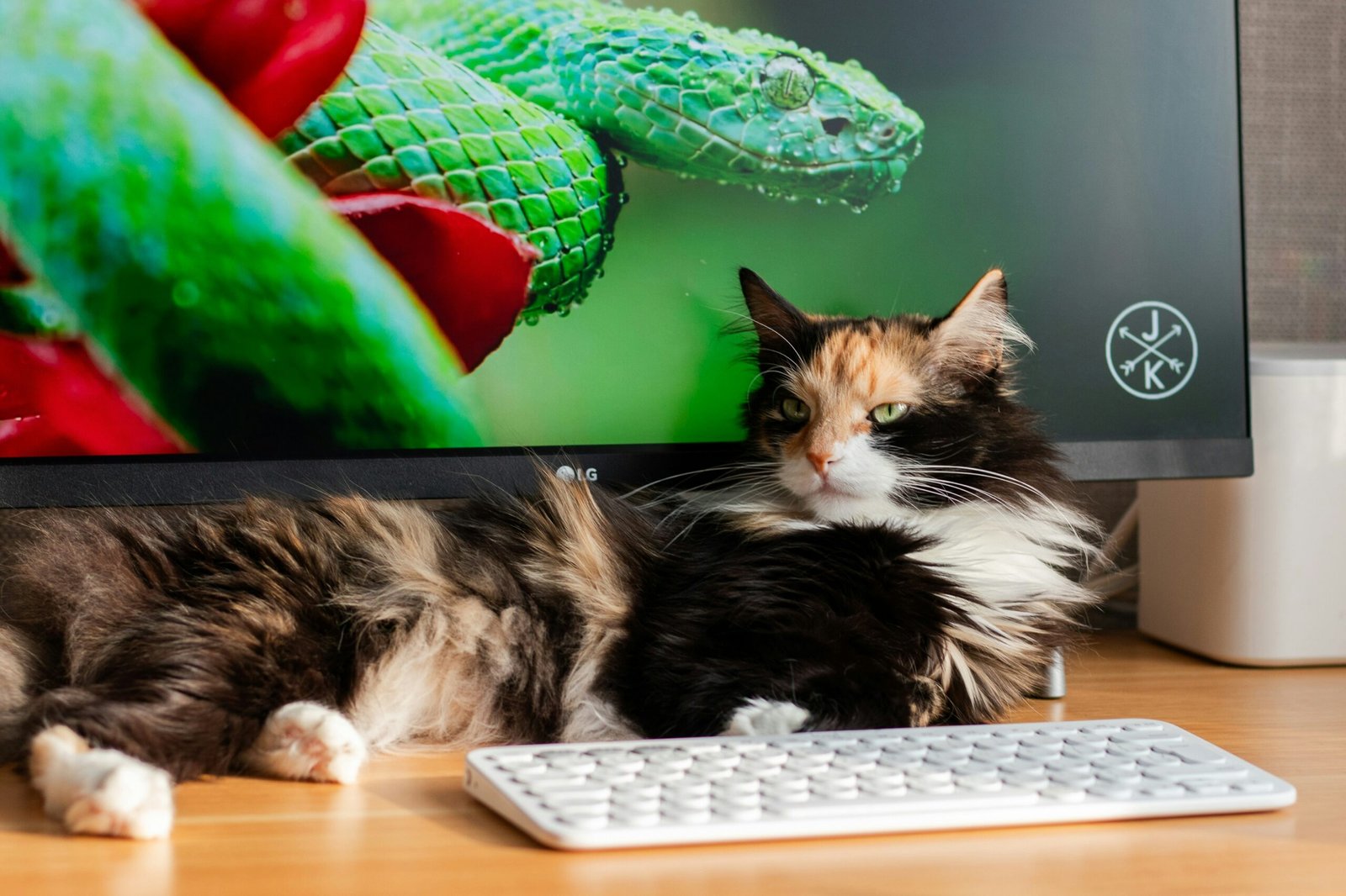 a-cat-napping-on-laptop-for-someone-working-from-home